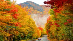 Red car driving on road surrounded by colorful trees