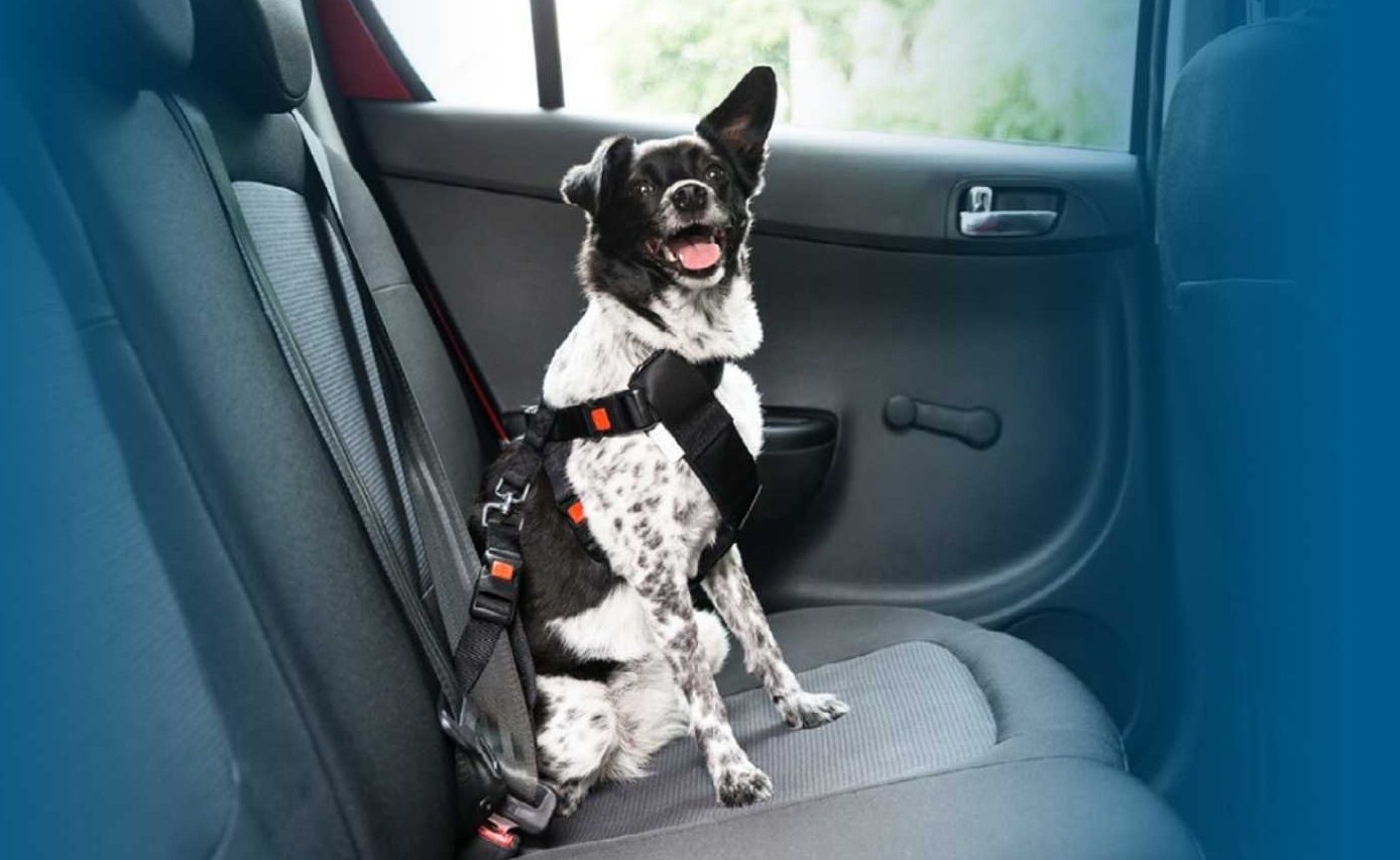 Keep Your Furry Friends Safe at Home or on the Road